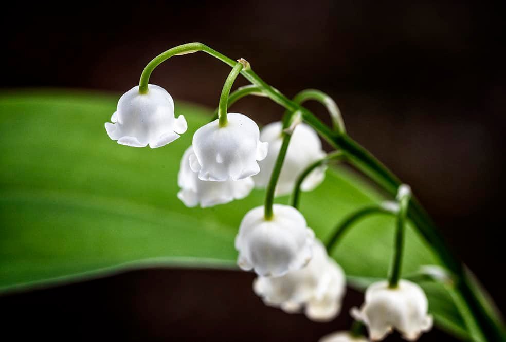 Brin de muguet en gros plan sur une feuille verte